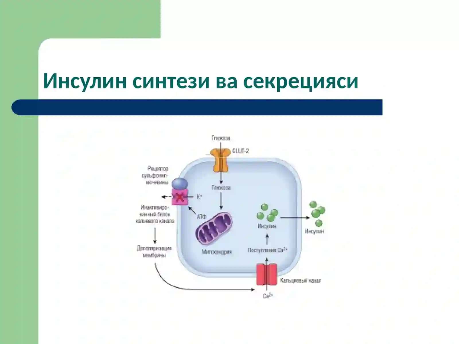 Моддалар алмашинуви хасталиклари 4