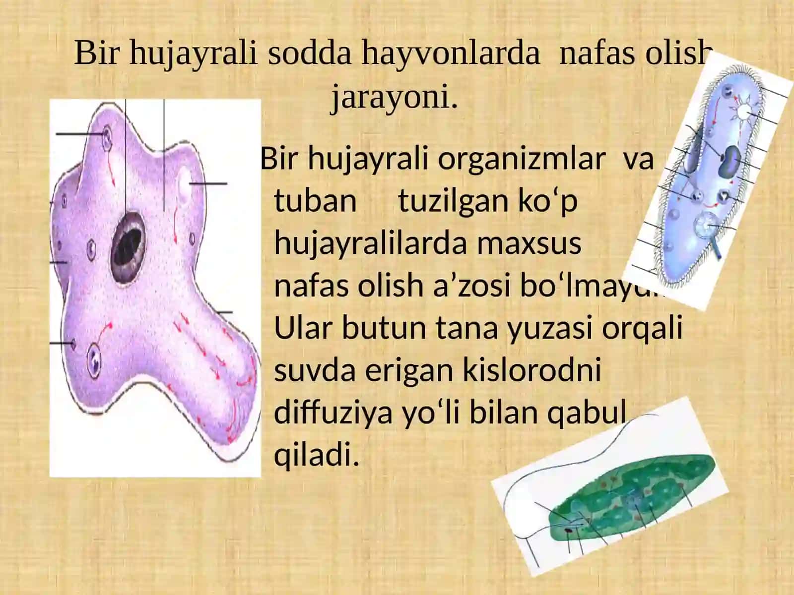 Hayvonlarning nafas olish organlari evolutsiyasi 4