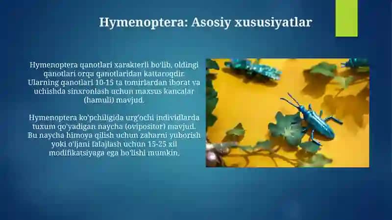 Hashorotlar-pardaqanotlilar turkumi 4
