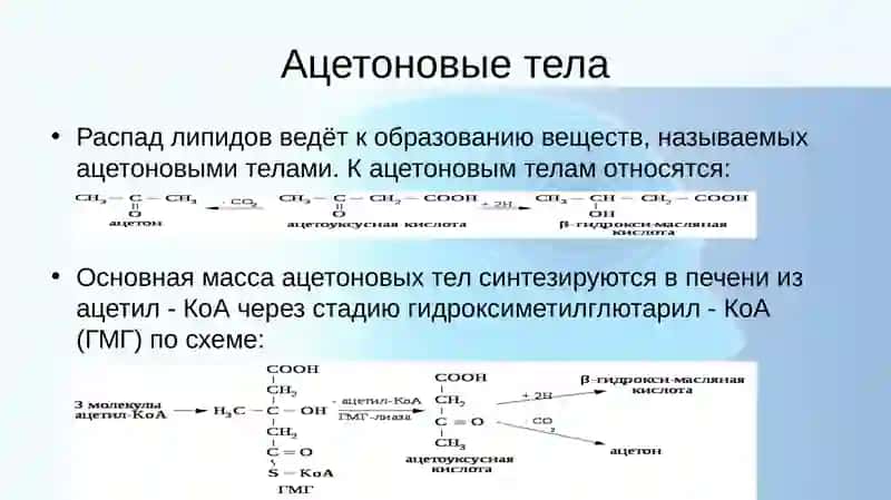 Взаимосвязь между углеводом липидном и аминокислот 4