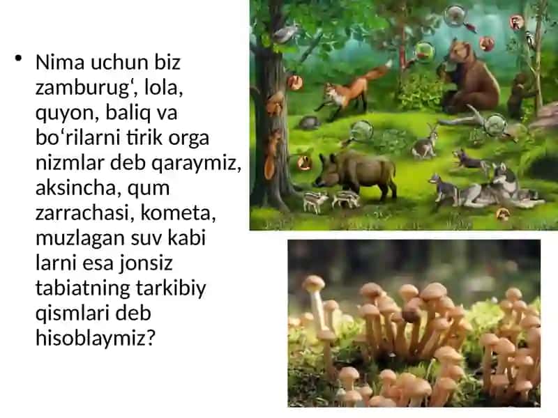 Tirikorganizmlarning o‘zigaxos xususiyatlari 4