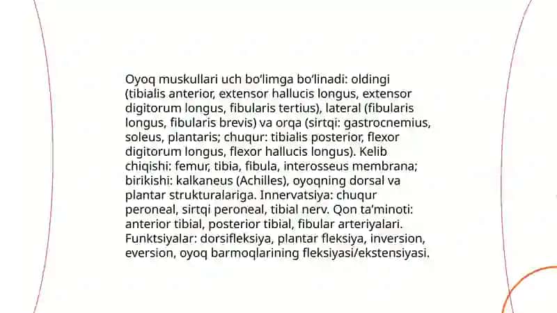 Chanoq, oyoq muskullari 4
