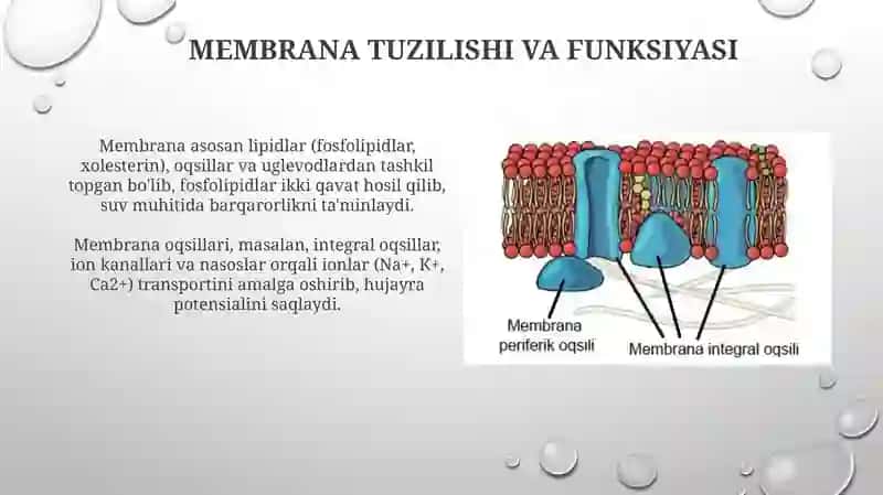 Membrana shikastlanishi 4