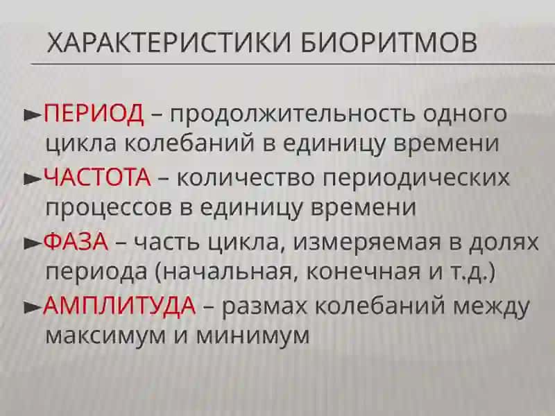Биоритмы человека 4