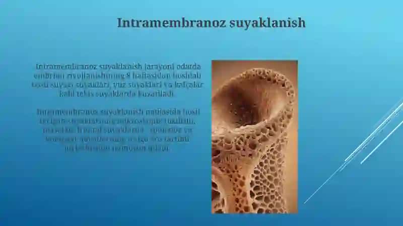 Suyak to'qimasi.Suyaklanish turlari 4