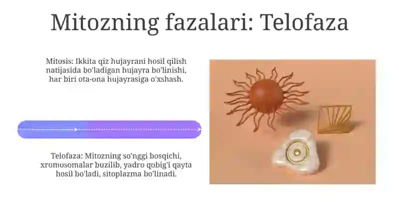 Mitoz va Meyoz 4