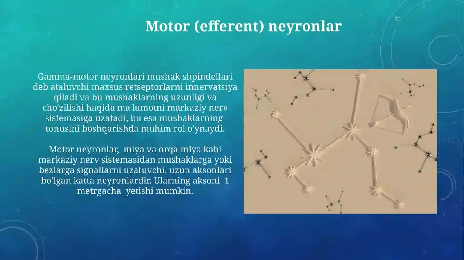Neyronlar tuzilishivaturlari 4