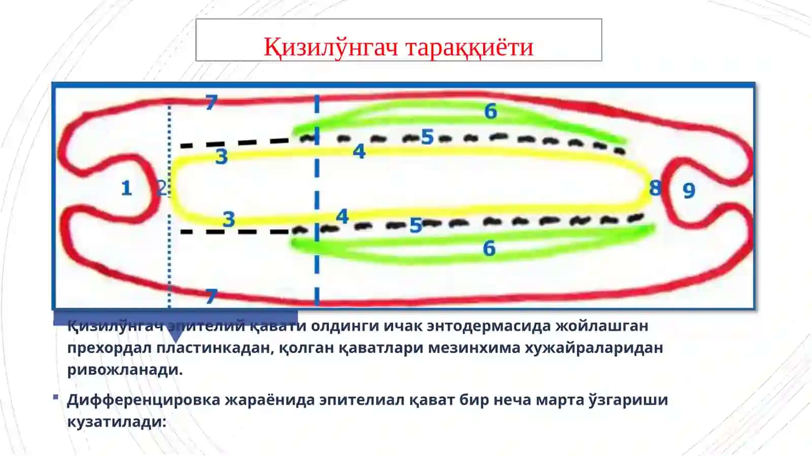 ҚИЗИЛЎНГАЧ, МЕЪДА ВАИЧАКЛАР 4