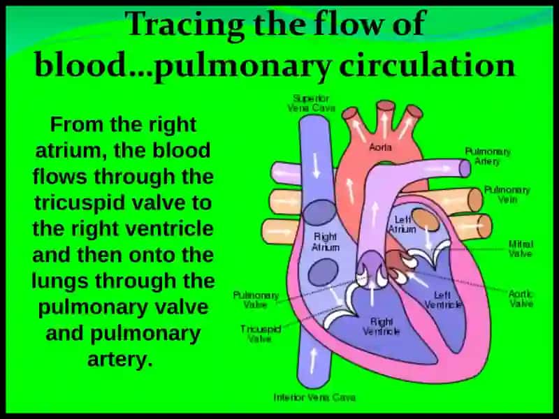 The Cardiovascular System 4