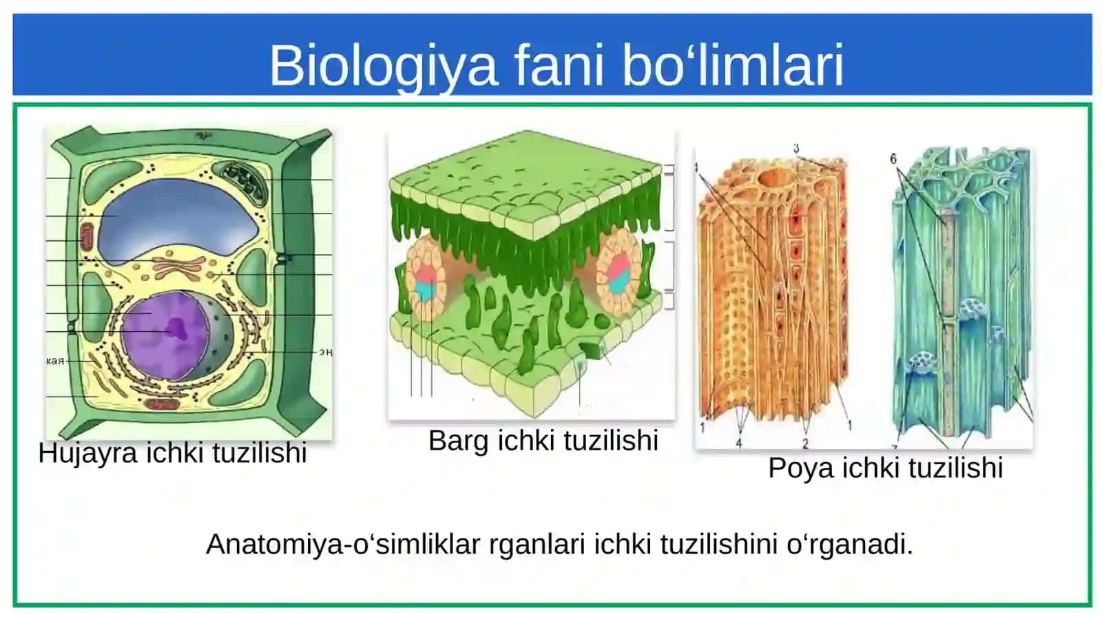 Botanika-o‘simliklarhaqidagifan 4