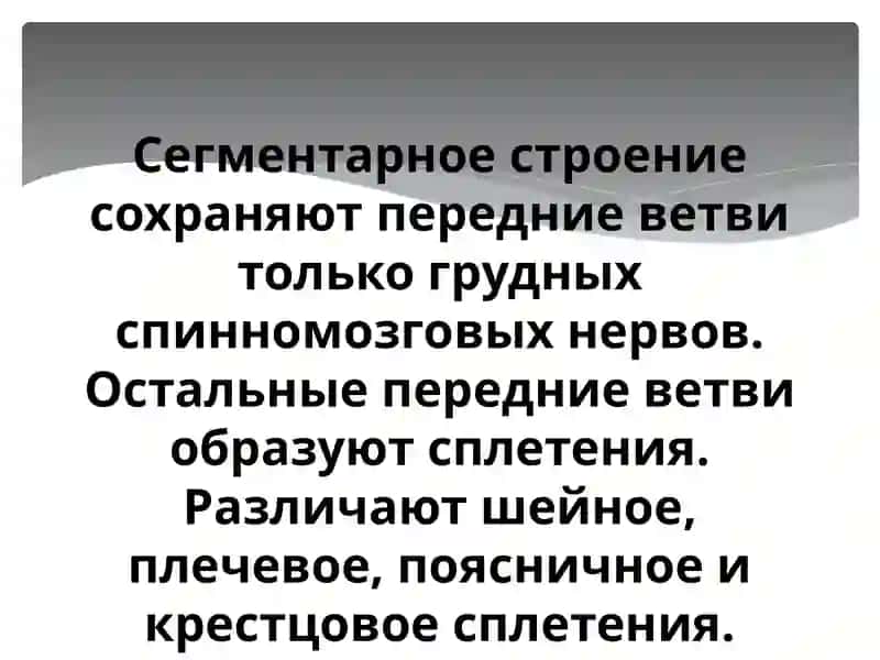 Спинномозговые нервы 4