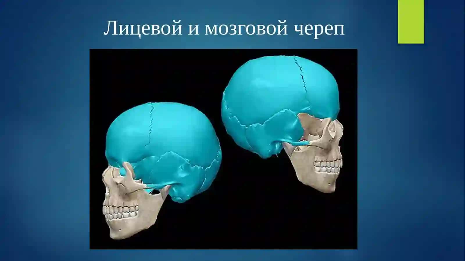 Череп 4