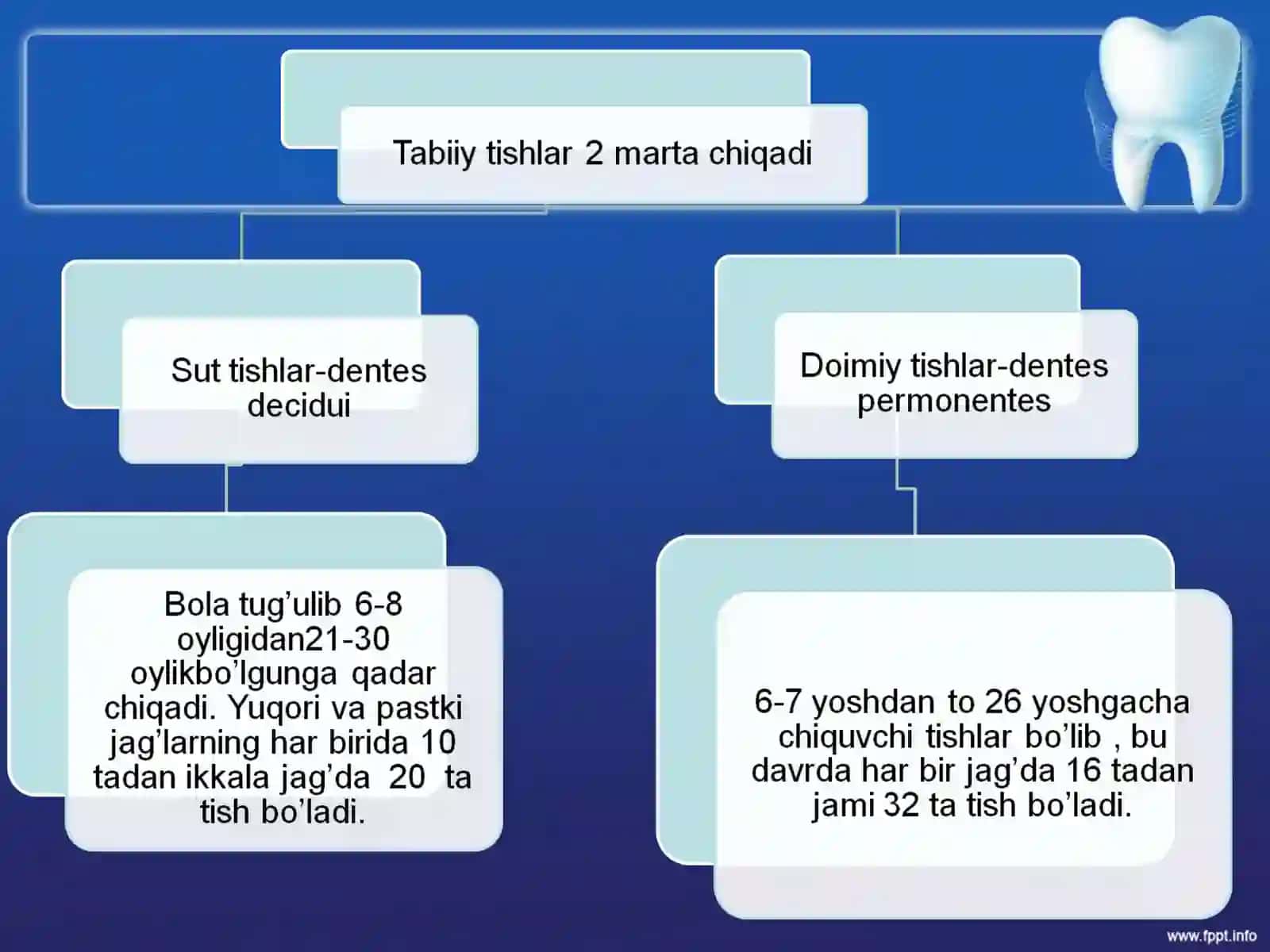 Tishlarni anatomik va gistologik tuzilishi 4