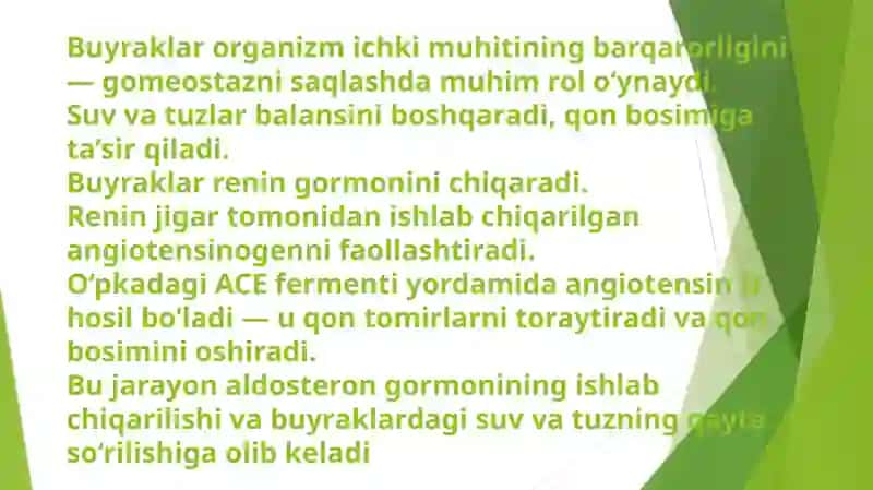 Buyrakning gomeostatik va sekretor funksiyalari 4