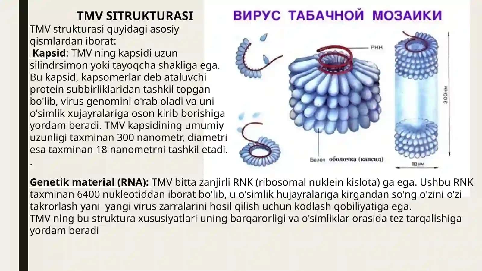 Tamaki mozaika virusi 4