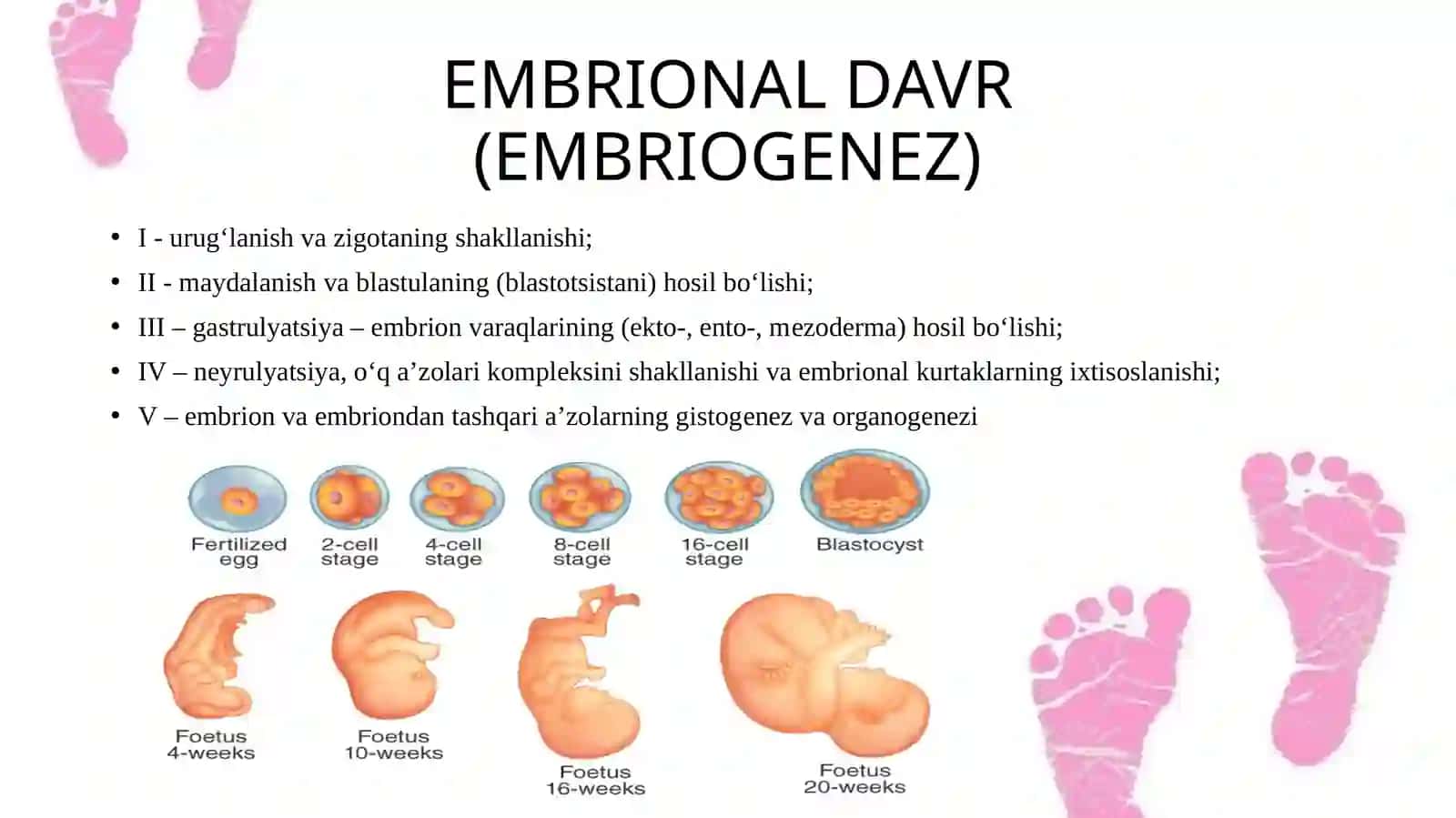 ODAM EMBRIOLOGIYASI ASOSLARI 4