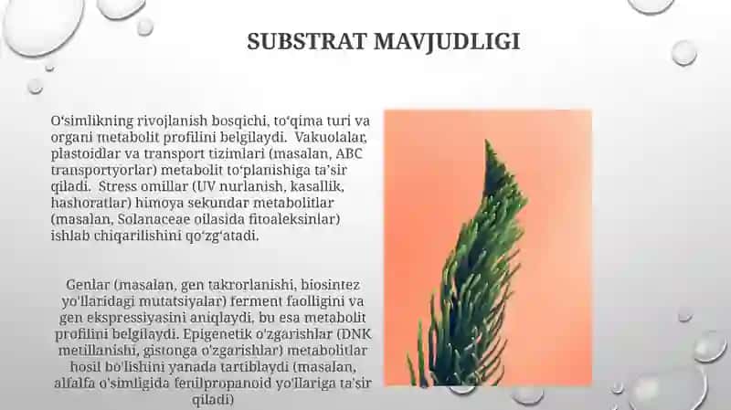 O'simlik rivojlanishi 4
