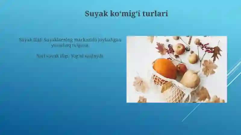 Suyak Iligi va Anatomiyasi 4