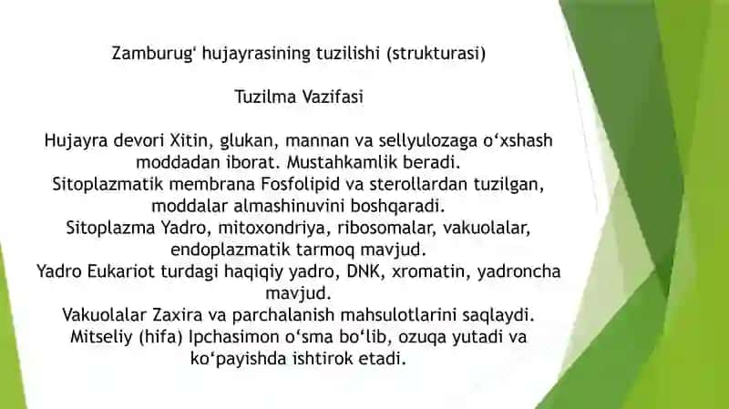Zamburugʻlar 4