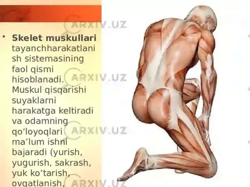Muskullar fiziologiyasi 4