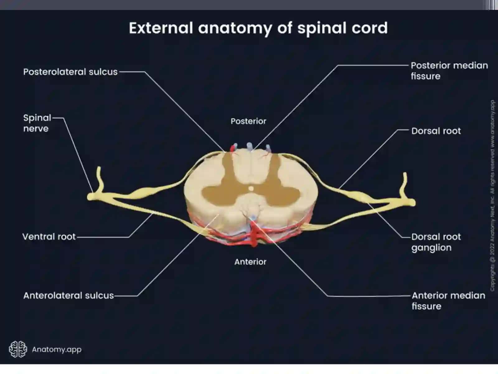 PHYSIOLOGY OF THE NERVOUS SYSTEM 4
