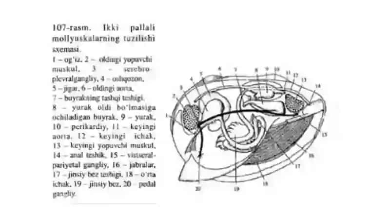 Ikki pallali molyuskalar (Bivalvia) 4