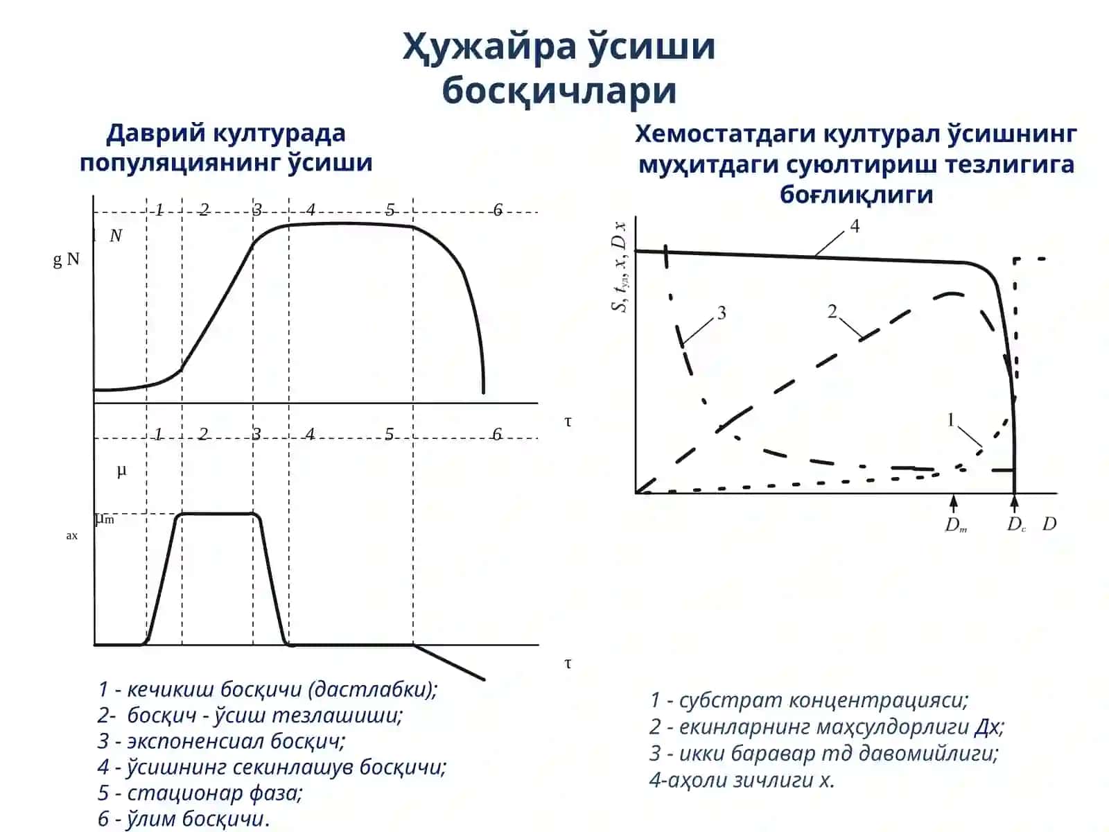 Микроорганизмларнинг метаболизми 4