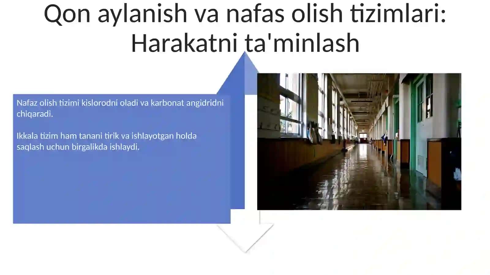 Inson aʼzolarini oʻrganish 4