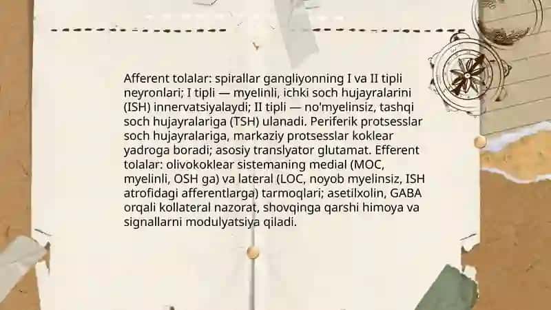 Eshtish organi inervatsiyasi 4