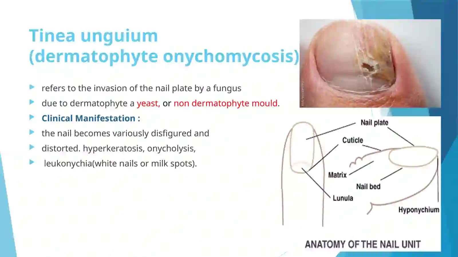 Medical Mycology Lecture 4