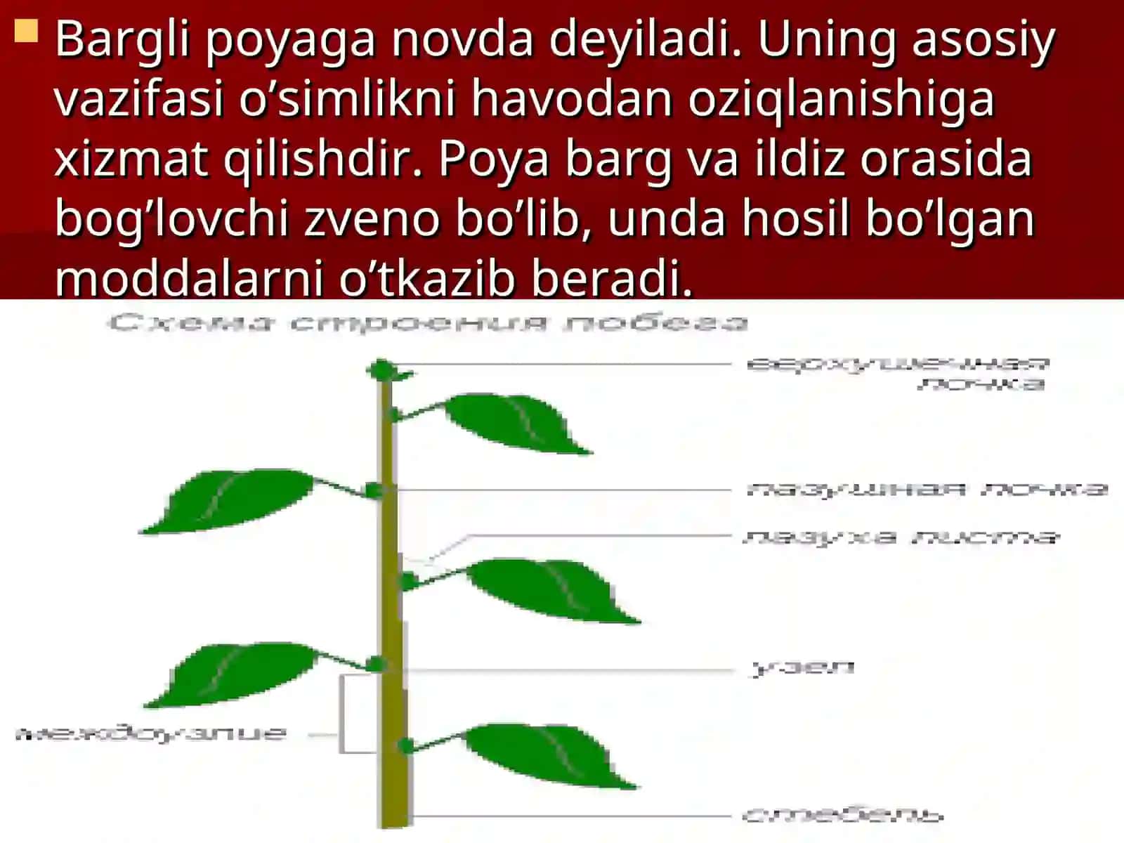 Novda va uning morfologiyasi, anatomiyasi, metamorfozi 4
