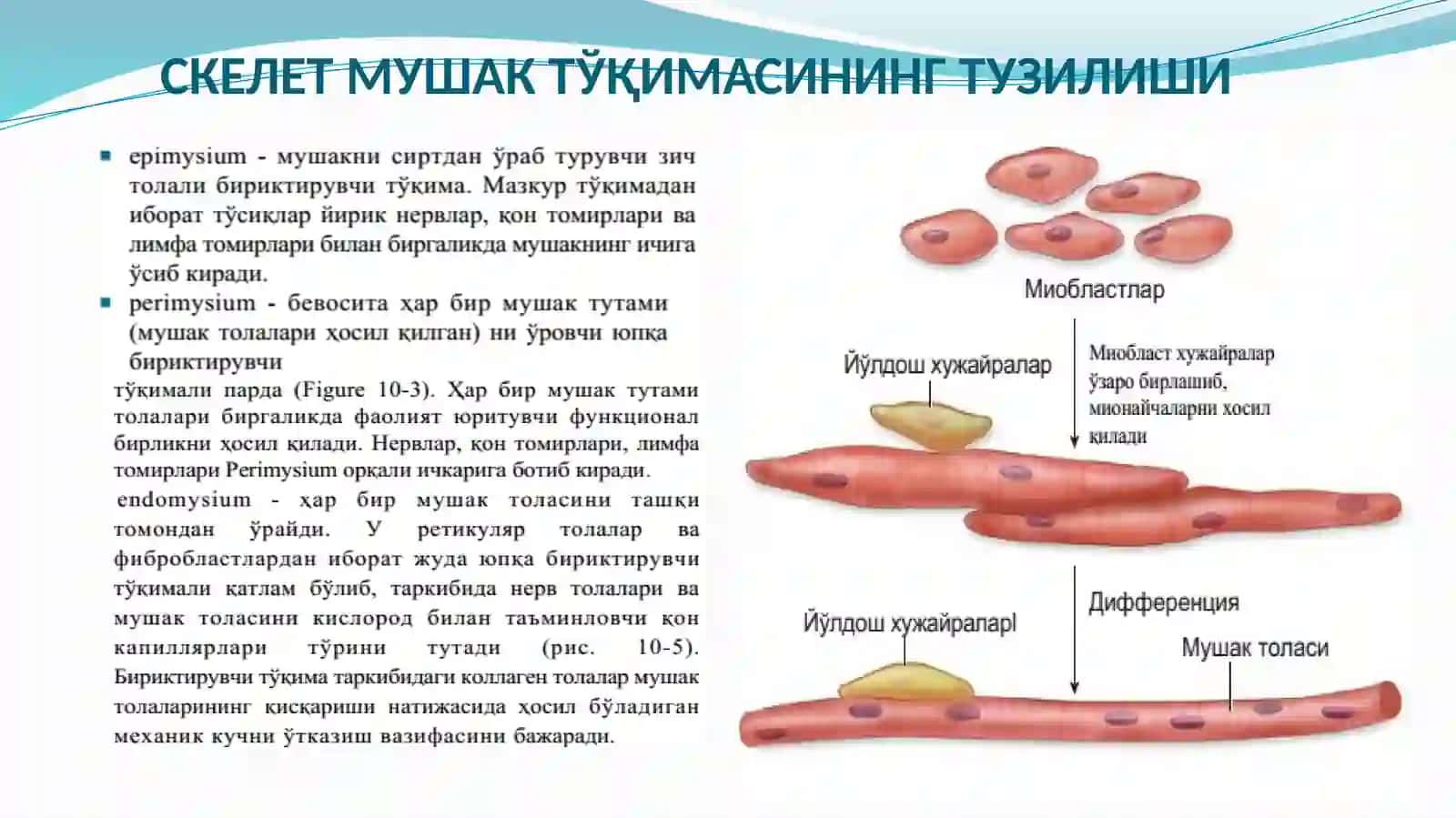 МУШАК ТЎҚИМАСИНИНГ ҲИЛЛАРИ 4