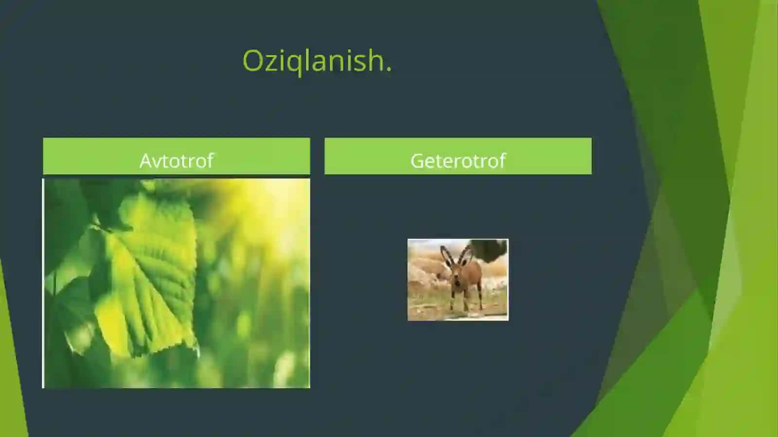 Tirikorganizmlarning xususiyatlari 4