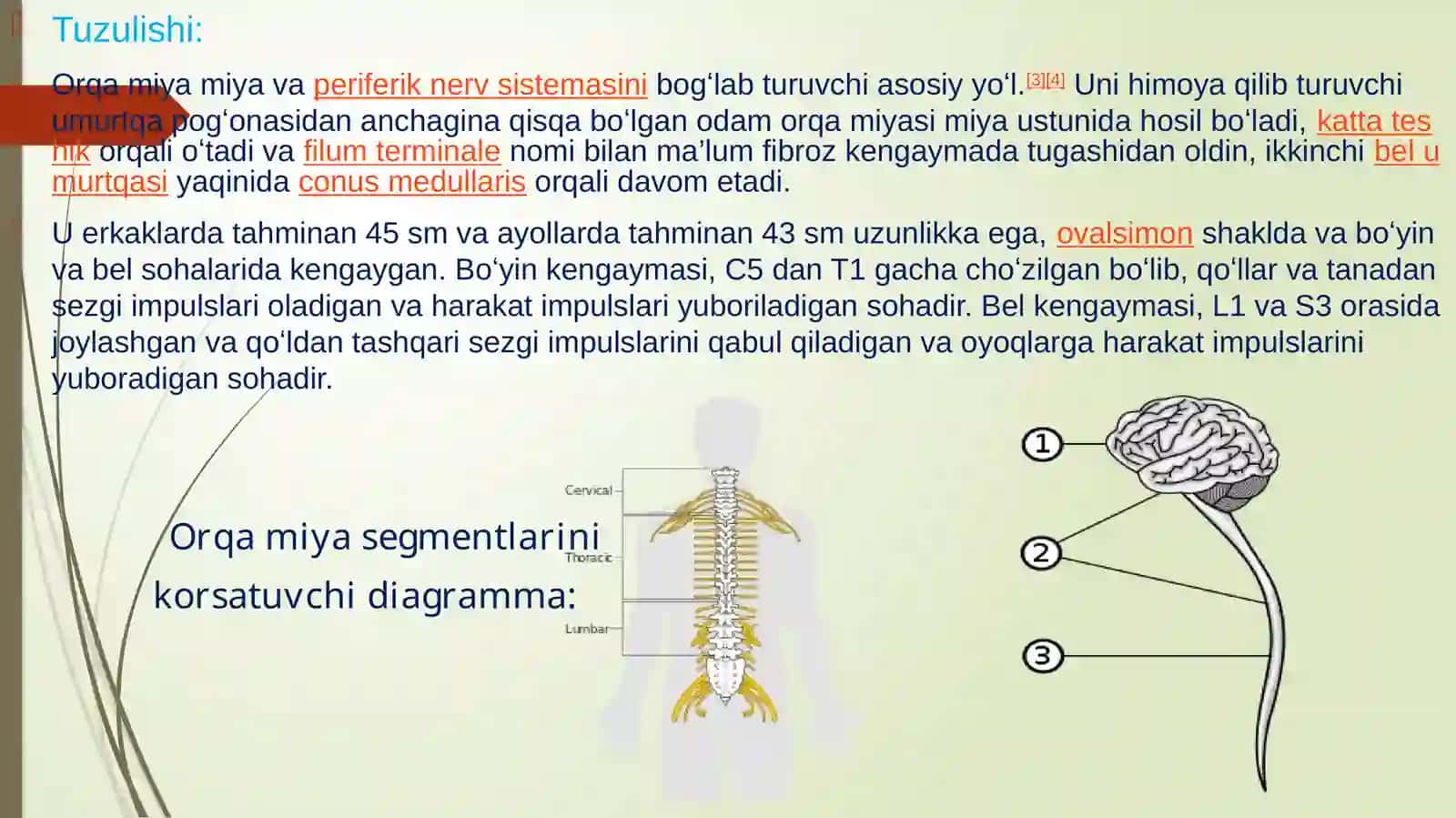 Orqamiya (Medulla spinalis) 4