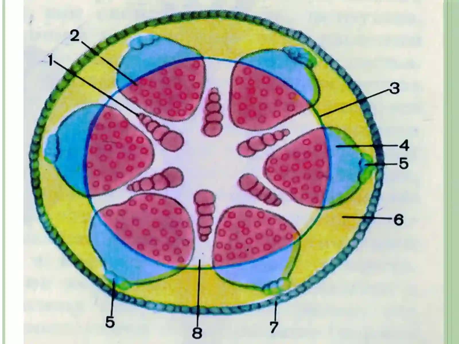 Ildizning anatomik tuzilishi 4