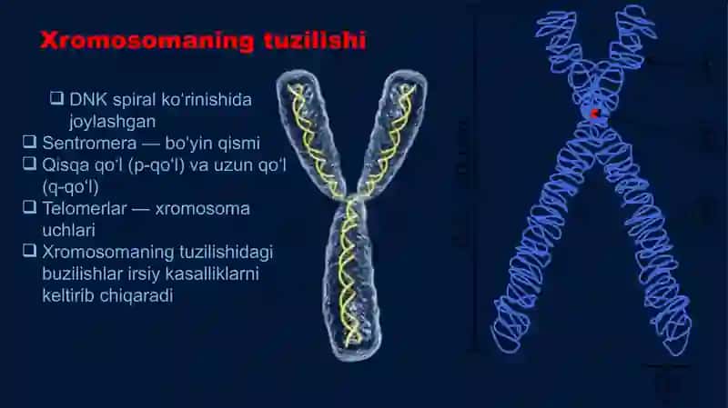 Odam xromosoma, genom va gen kasalliklari 4