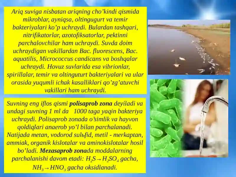 Mikroorganizmlarning tabiatda tarqalishi 4