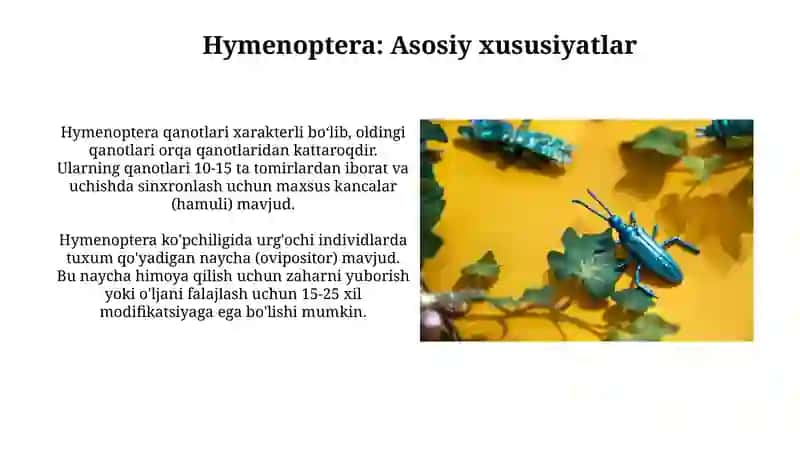 Hymenoptera Hashorotlar 4