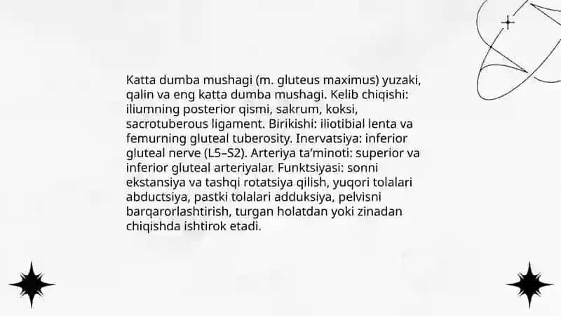 Dumba sohasining klinik anatomiyasi 4