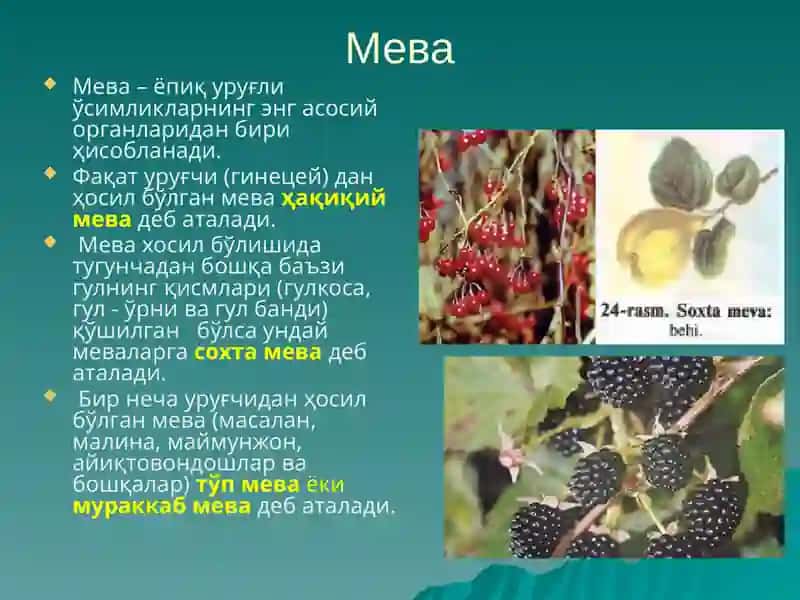 Уруғва мева 4
