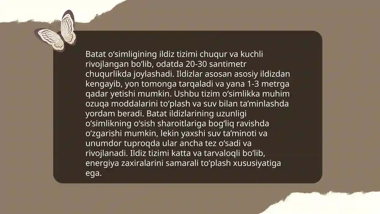 Batat oʻsimligi morfologiyasi va biologiyasi yetishtirish texnologiyasi 4