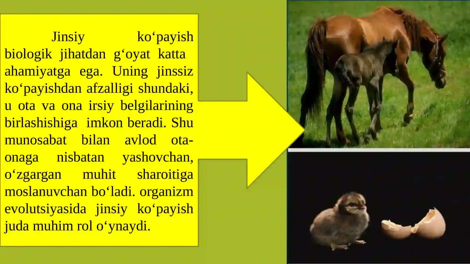 JINSIY KÖPAYISH 4