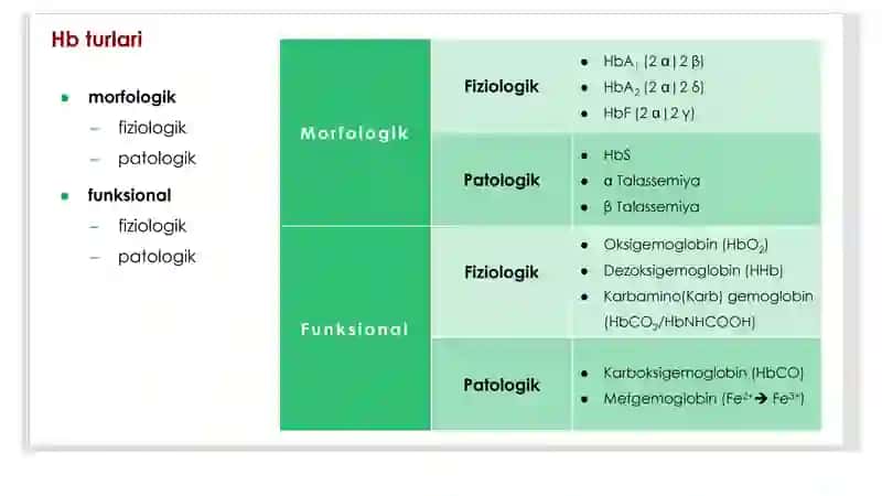 Gemoglobin va Leykotsitlar 4