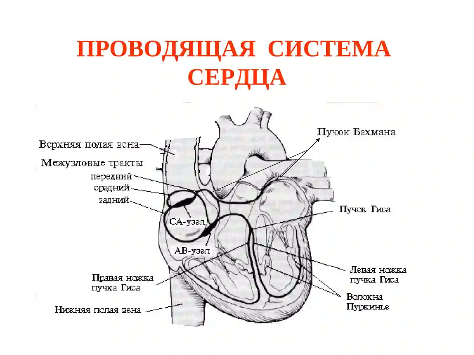ФИЗИОЛОГИЧЕСКИЕ СВОЙСТВА СЕРДЕЧНОЙ МЫШЦЫ 4