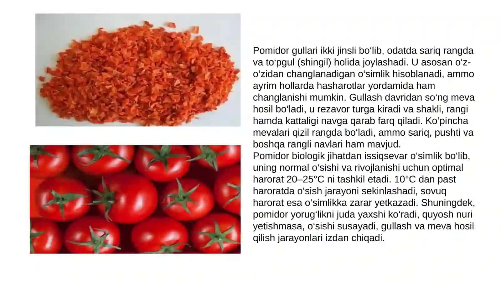 PAMIDOR QURITISH TEXNOLOGIYASI 4