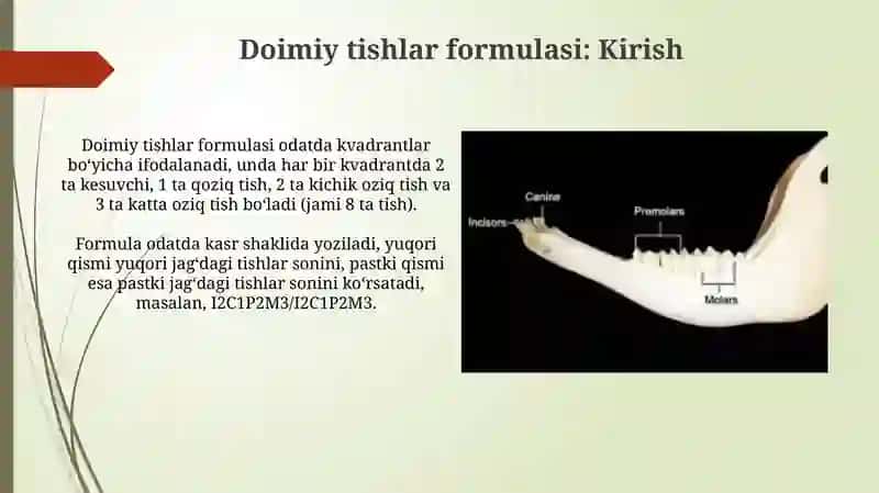 Sut va doimiy tishlarning formulalari 4
