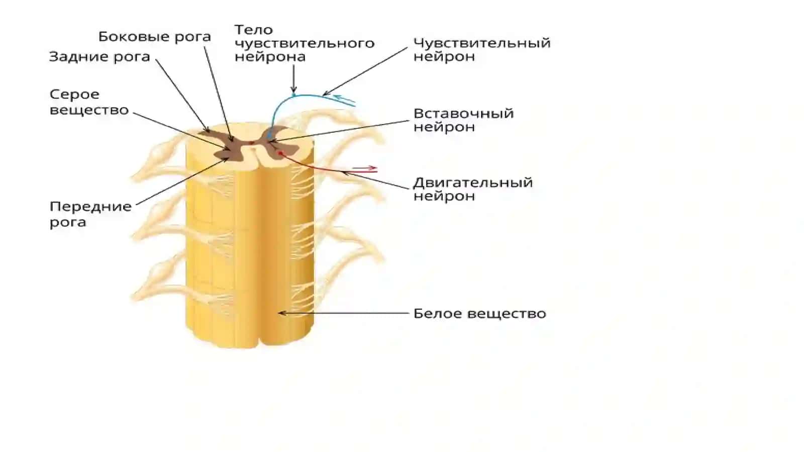 Asabtizimi.Orqamiyatuzilishi 4