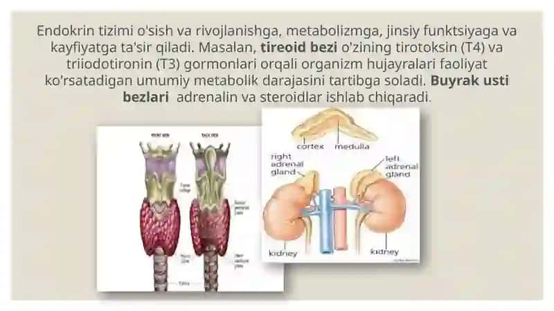 ENDOKRIN VA NERV TIZIMINING ALOQASI 4