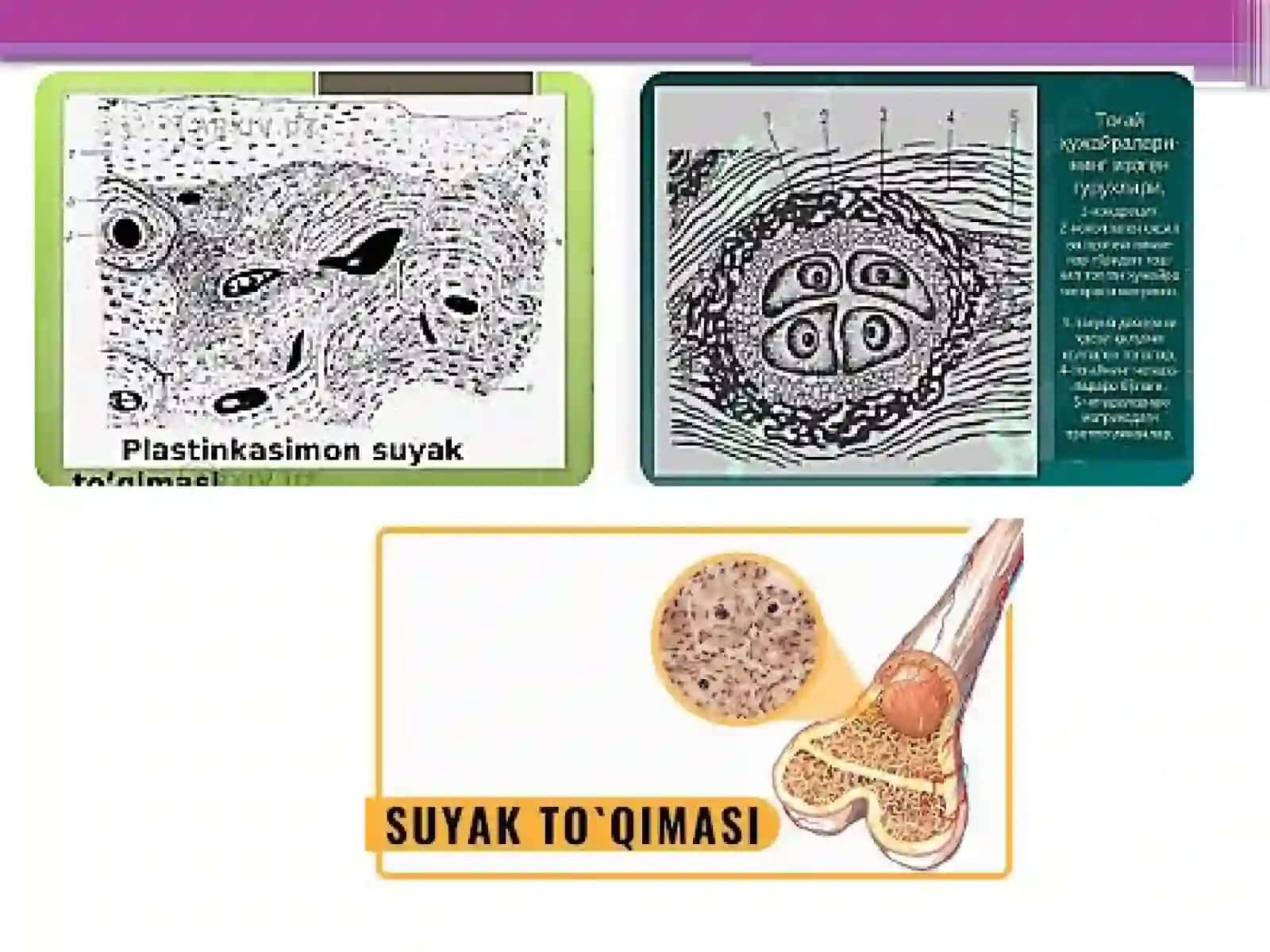 Gistalogiya, Sitologiya va Embranalogiya 4
