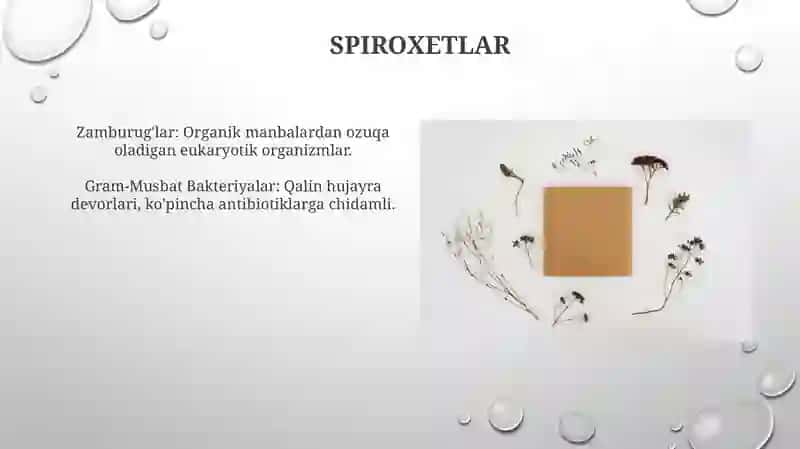Mikroorganizmlar turli guruhlarining tavsifi 4